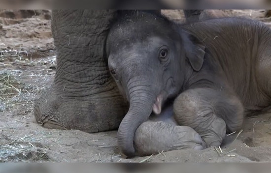 Oregon Zoo Celebrates Arrival of New Baby Elephant as It Bonds with Herd