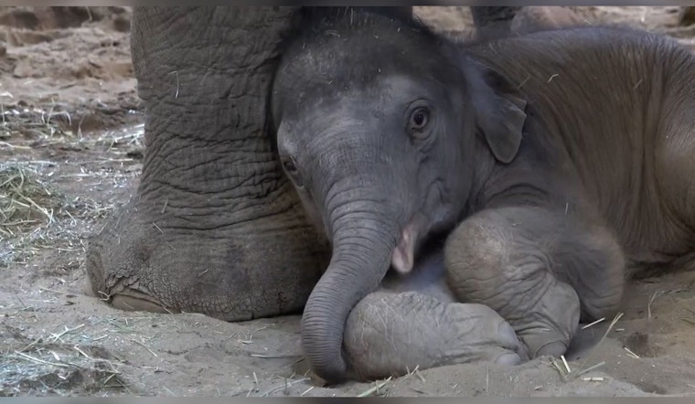Oregon Zoo Celebrates Arrival of New Baby Elephant as It Bonds with Herd