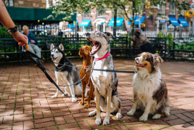 Orlando's Lake Eola Park Hosts 31st Annual "Paws in the Park" Celebrating Pets and Animal Welfare