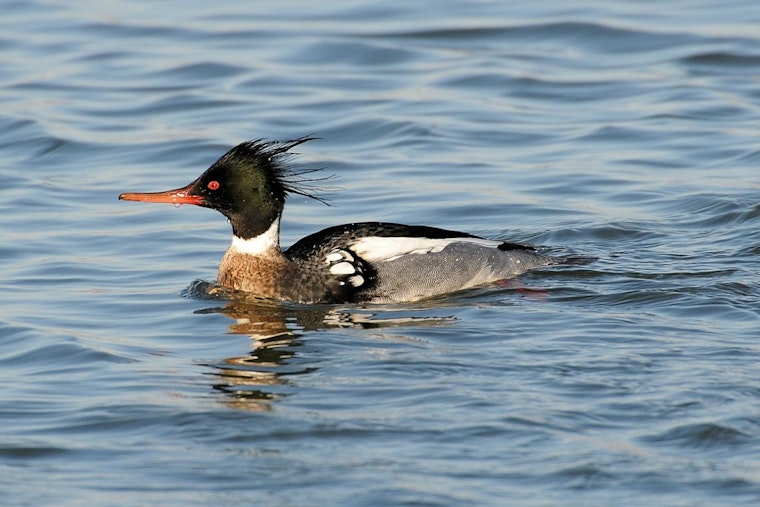 Outbreak of Bird Flu Suspected in Mass Deaths of Red-Breasted Mergansers Along Chicago's Lake Michigan Shoreline