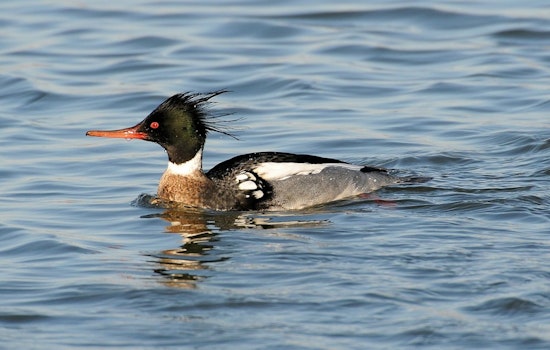 Outbreak of Bird Flu Suspected in Mass Deaths of Red-Breasted Mergansers Along Chicago's Lake Michigan Shoreline