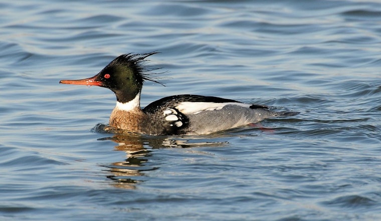 Outbreak of Bird Flu Suspected in Mass Deaths of Red-Breasted Mergansers Along Chicago's Lake Michigan Shoreline