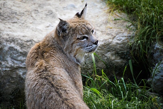 Pasadena Humane Tends to Burned Bobcats After Eaton Fire Devastation in Sierra Madre
