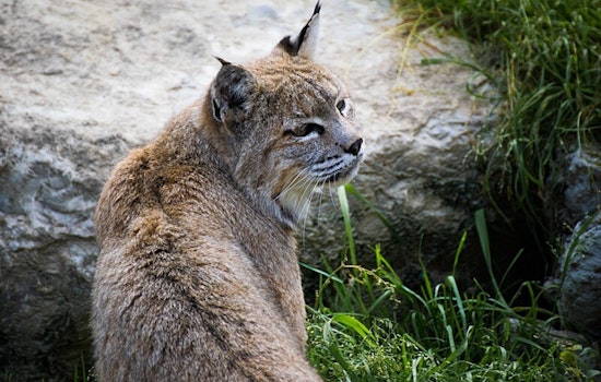 Pasadena Humane Tends to Burned Bobcats After Eaton Fire Devastation in Sierra Madre