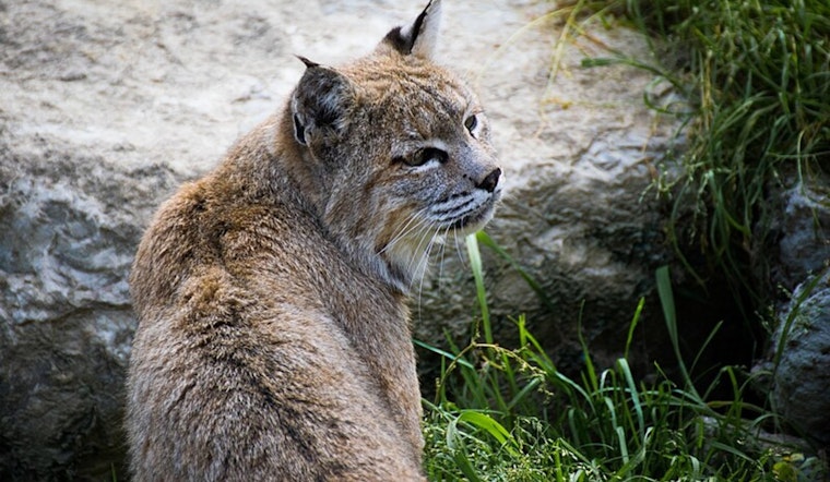 Pasadena Humane Tends to Burned Bobcats After Eaton Fire Devastation in Sierra Madre