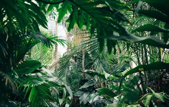 Portland Water Bureau Releases Guide for Eco-Friendly Gardening with Native Plants