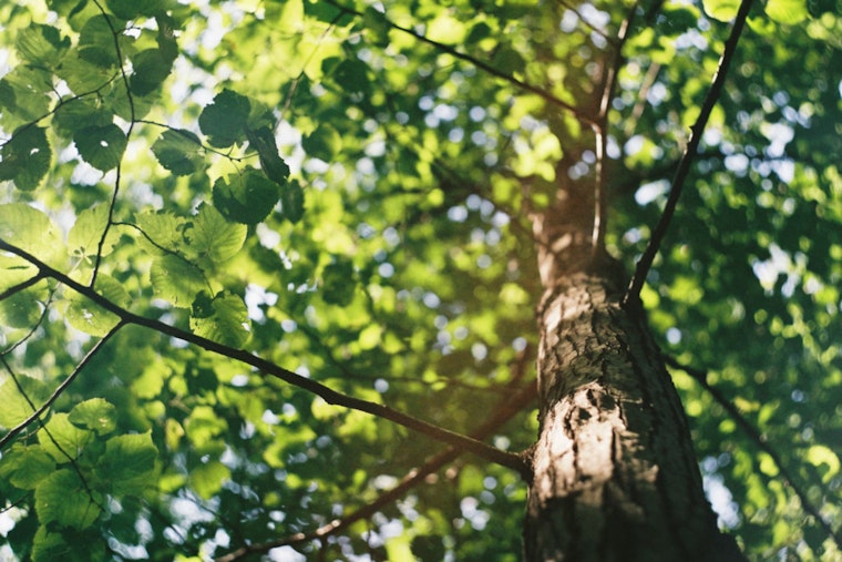 Portland's Urban Canopy Flourishes with 2,910 New Trees from Successful 2024 Yard Tree Giveaway