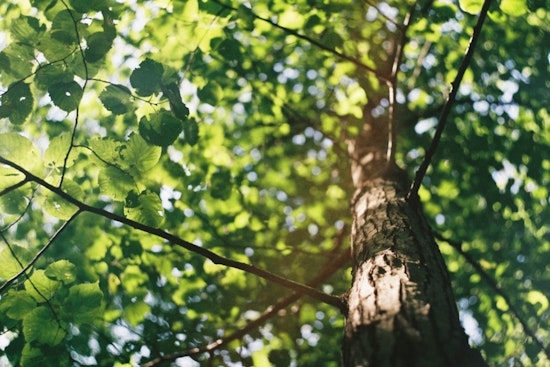 Portland's Urban Canopy Flourishes with 2,910 New Trees from Successful 2024 Yard Tree Giveaway