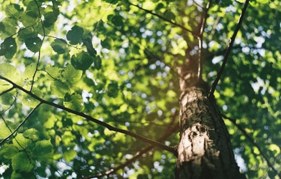 Portland's Urban Canopy Flourishes with 2,910 New Trees from Successful 2024 Yard Tree Giveaway