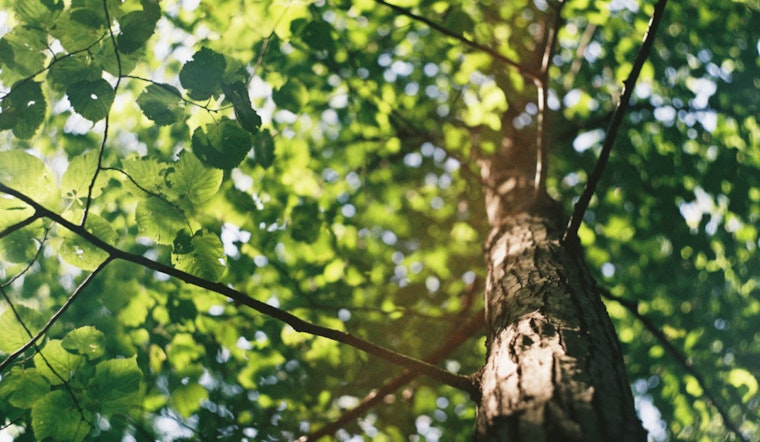 Portland's Urban Canopy Flourishes with 2,910 New Trees from Successful 2024 Yard Tree Giveaway