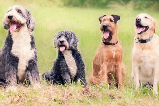 Provo Seeks Resident Input for Design and Amenities of New Dog Parks