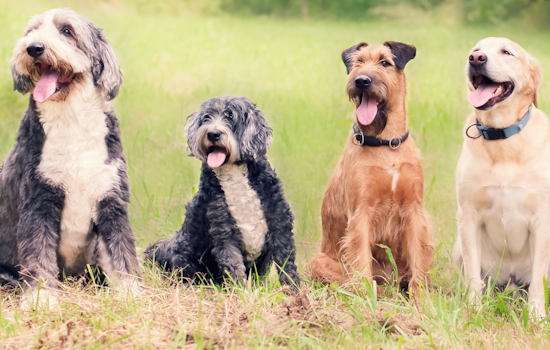 Provo Seeks Resident Input for Design and Amenities of New Dog Parks