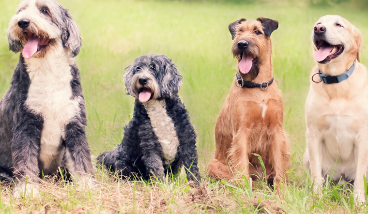 Provo Seeks Resident Input for Design and Amenities of New Dog Parks