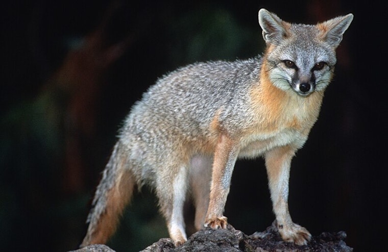 Rabies Alert in Western Maricopa, Pinal County: Gray Fox Tests Positive, Vaccination Clinics Offer Protection