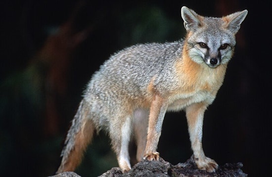 Rabies Alert in Western Maricopa, Pinal County: Gray Fox Tests Positive, Vaccination Clinics Offer Protection