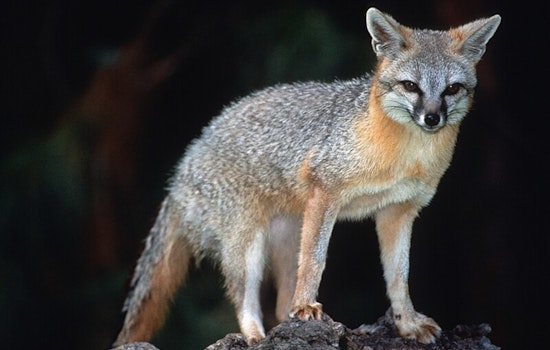 Rabies Alert in Western Maricopa, Pinal County: Gray Fox Tests Positive, Vaccination Clinics Offer Protection