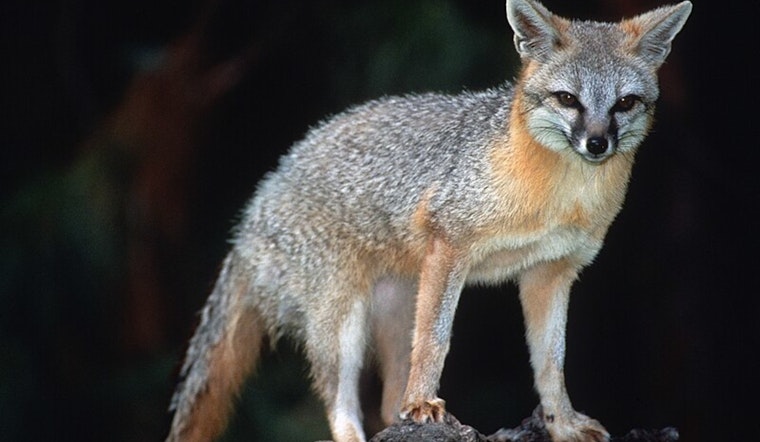 Rabies Alert in Western Maricopa, Pinal County: Gray Fox Tests Positive, Vaccination Clinics Offer Protection