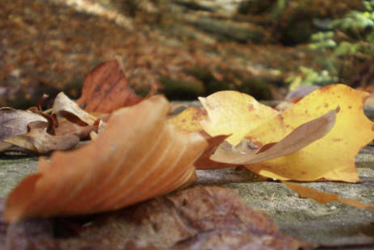Raleigh Encourages Eco-Friendly Leaf Disposal with Biodegradable Bags and Composting Options