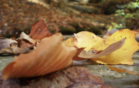 Raleigh Encourages Eco-Friendly Leaf Disposal with Biodegradable Bags and Composting Options