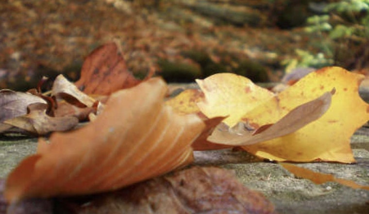 Raleigh Encourages Eco-Friendly Leaf Disposal with Biodegradable Bags and Composting Options
