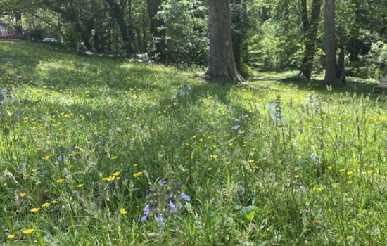 Raleigh Parks Embrace Low-Mow Spring to Support Pollinators and Local Wildlife