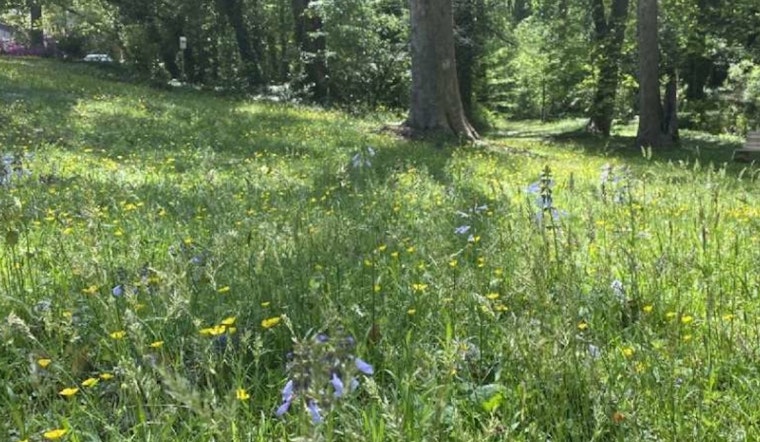 Raleigh Parks Embrace Low-Mow Spring to Support Pollinators and Local Wildlife
