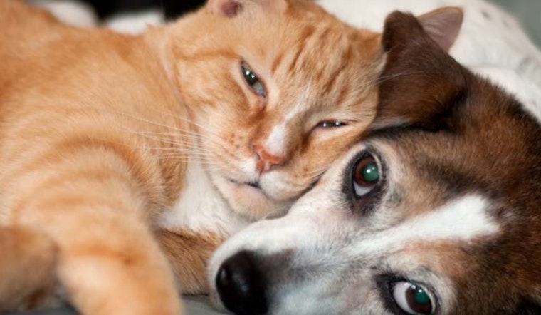 Raleigh Welcomes Pet Lovers for Annual Animal Adoption Day at City Museum, Offering a Chance to Find Furry Companions