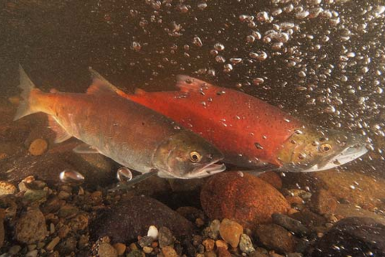 Record-breaking Return of Kokanee Salmon to Lake Sammamish Streams Celebrates Conservation Triumph