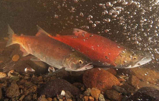 Record-breaking Return of Kokanee Salmon to Lake Sammamish Streams Celebrates Conservation Triumph