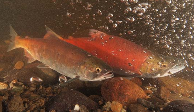 Record-breaking Return of Kokanee Salmon to Lake Sammamish Streams Celebrates Conservation Triumph