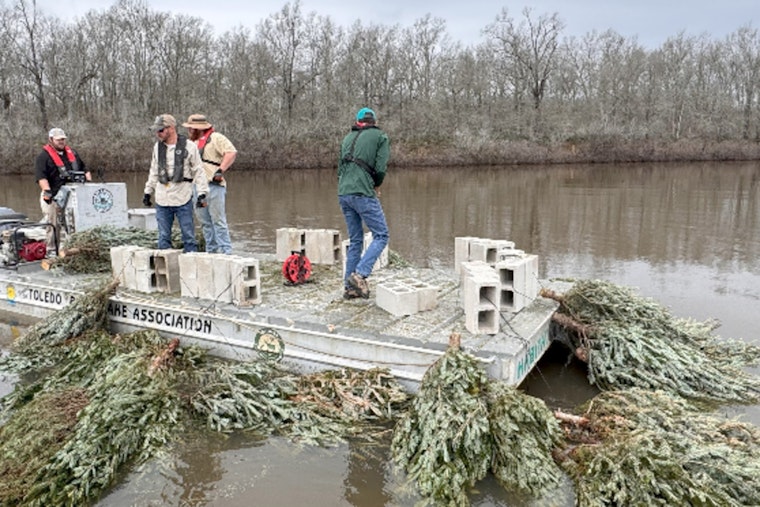 Recycled Christmas Trees Anchor New Fish Habitats in Louisiana's Saline-Larto Complex
