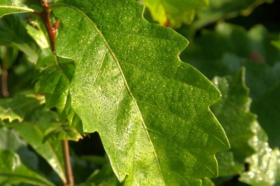 Reforest Wisconsin, DNR Offers Oak Seedlings to Green Thumbs and Landowners