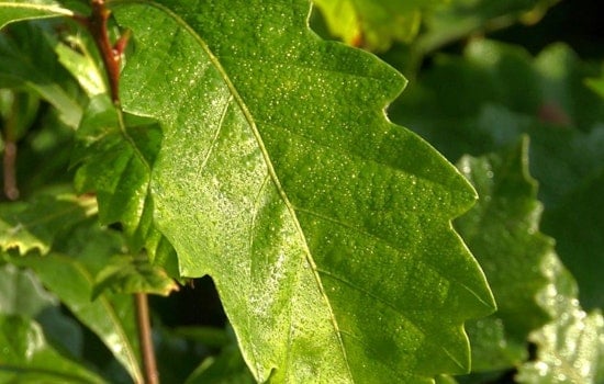 Reforest Wisconsin, DNR Offers Oak Seedlings to Green Thumbs and Landowners