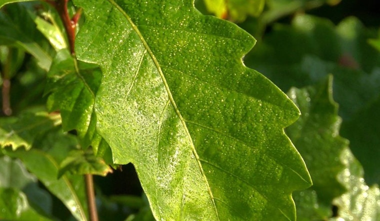 Reforest Wisconsin, DNR Offers Oak Seedlings to Green Thumbs and Landowners