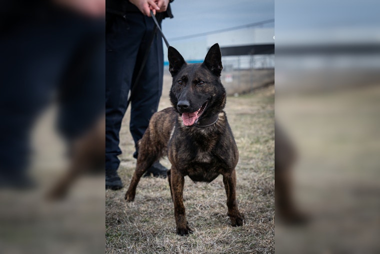 Round Rock Police Department Welcomes New Explosive-Detection K-9, Reka, to Their Ranks