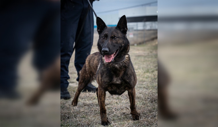 Round Rock Police Department Welcomes New Explosive-Detection K-9, Reka, to Their Ranks