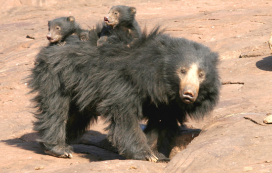 San Diego Zoo Debuts Adorable Sloth Bear Cubs in a Bid to Bolster Conservation Efforts