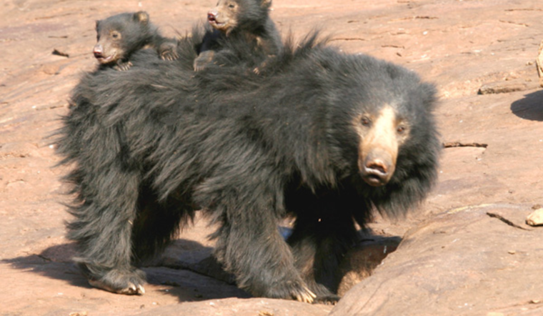 San Diego Zoo Debuts Adorable Sloth Bear Cubs in a Bid to Bolster Conservation Efforts
