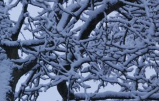 Seattle Waste Collection Services Suspended Due to Winter Weather, Resumption Planned with Delayed Schedule