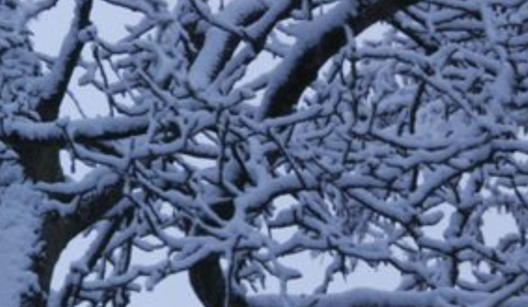 Seattle Waste Collection Services Suspended Due to Winter Weather, Resumption Planned with Delayed Schedule