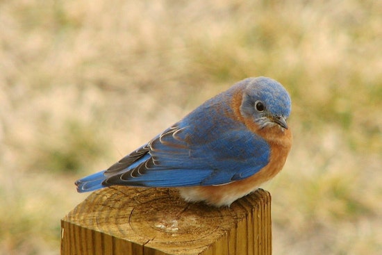 Shelby County Bluebird Club Seeks Volunteers to Sustain Conservation Work in Germantown