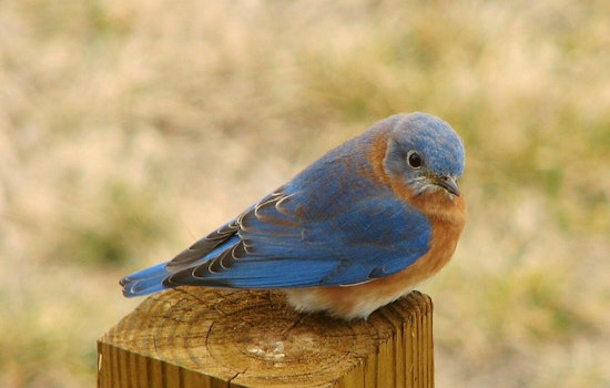 Shelby County Bluebird Club Seeks Volunteers to Sustain Conservation Work in Germantown