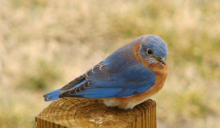 Shelby County Bluebird Club Seeks Volunteers to Sustain Conservation Work in Germantown