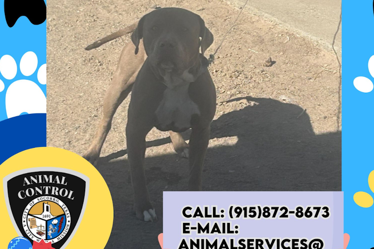 Socorro Animal Control Seeks Public Help to Solve Mystery of Abandoned Pitbull Mix Tied to Fence