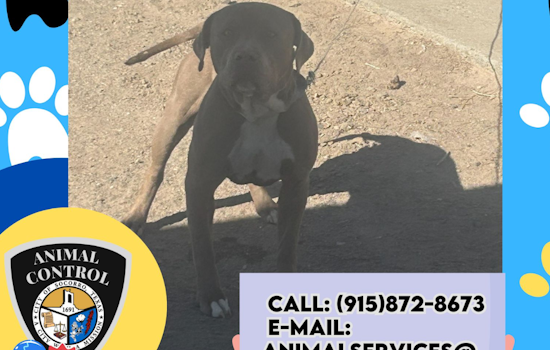 Socorro Animal Control Seeks Public Help to Solve Mystery of Abandoned Pitbull Mix Tied to Fence