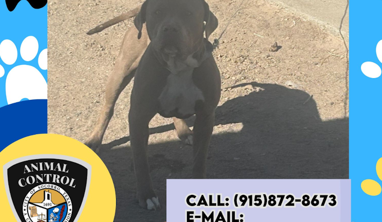 Socorro Animal Control Seeks Public Help to Solve Mystery of Abandoned Pitbull Mix Tied to Fence