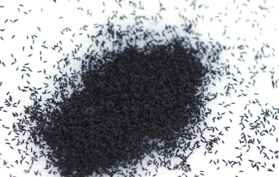 Springtails Make a Seasonal Appearance in West Michigan as Snow Melts, Revealing Misnamed 'Snow Fleas'