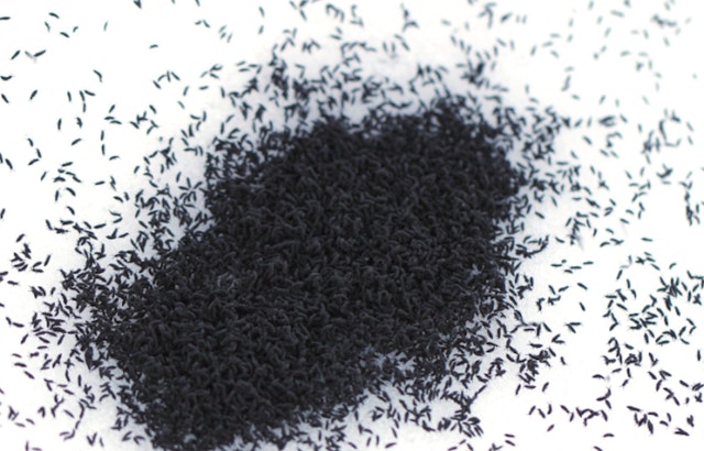 Springtails Make a Seasonal Appearance in West Michigan as Snow Melts, Revealing Misnamed 'Snow Fleas'