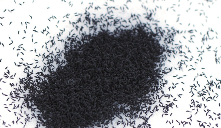 Springtails Make a Seasonal Appearance in West Michigan as Snow Melts, Revealing Misnamed 'Snow Fleas'