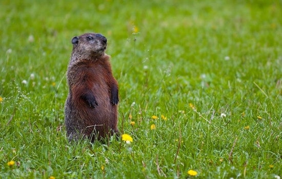 Staten Island's Groundhog Predicts Early Spring as Punxsutawney Phil Forecasts Longer Winter in 2025